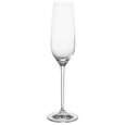 Taça para Champagne Fortissimo 240ml  Schott Zwiesel